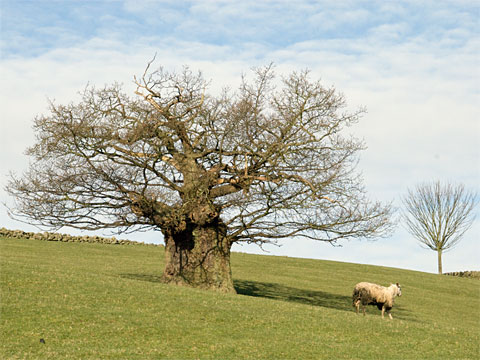 england
