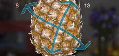 Spirals on a pineapple