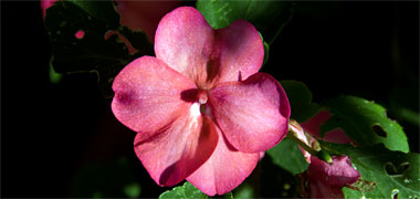 A flower with six petals