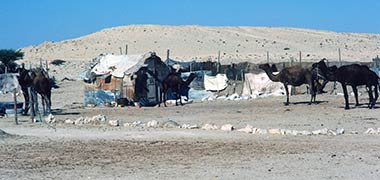A transient Badu hut with camels