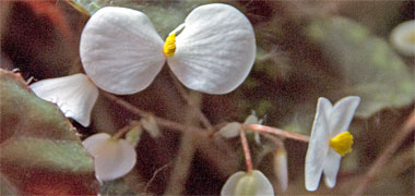 A flower with two petals
