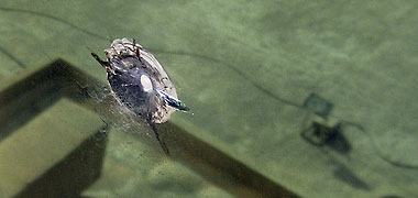 A bullet hole in a window