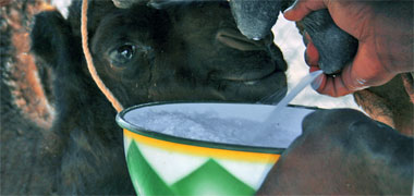 A camel being milked