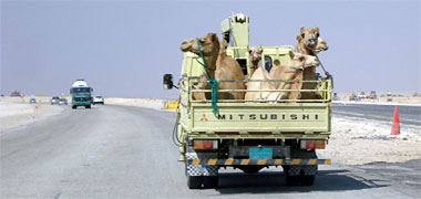 Camels being transported on a pick-up truck