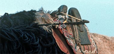 The basis for a camel saddle