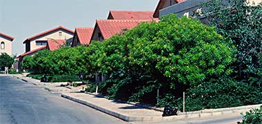 A display of casuarina on an expatriate estate