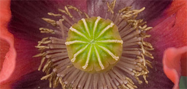 A poppy ilustrating ten divisions