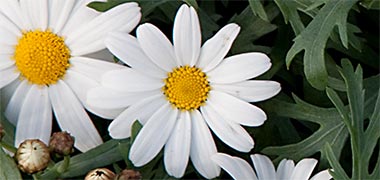 Two daisies illustrating fourteen divisions