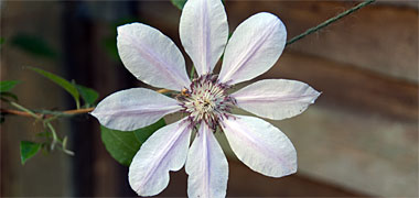 A flower with eight petals