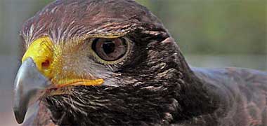 Harris hawk