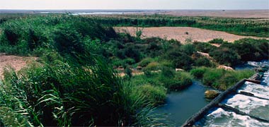 Outflow of effluent treated water at Naeejah in 1975
