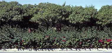 Median planting in the New District of Doha