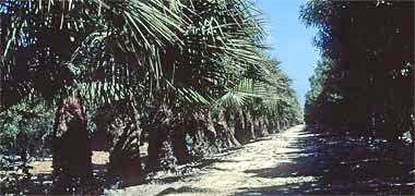 Median planting in the New District of Doha