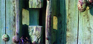 A door with cut &rsquo;enf