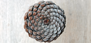 The base of a pine cone