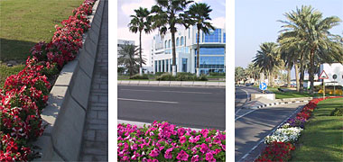 Three photos illustrating public planting