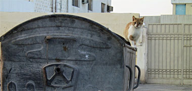 A cat on a refuse bins