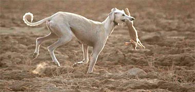 A saluqi with desert hare