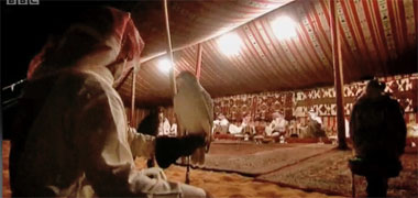 A pair of hawks and their handler