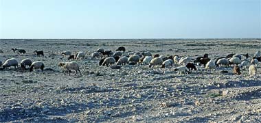 A flock of sheep and goats