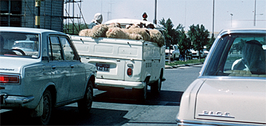 Sheep and a labourer being carried in a pickup