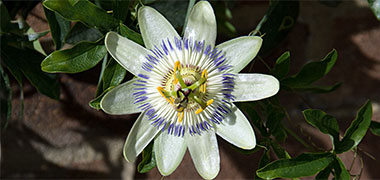 A flower illustrating ten divisions
