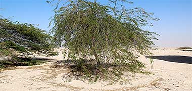 A containing circle for watering a tree – with permission from Noah Scalin on Flickr