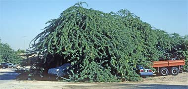 Cars and lorries taking shade from an acacia tree, 1987