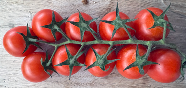 Tomatoes on the vine showing the five-star sepals