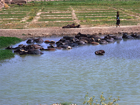 iraq